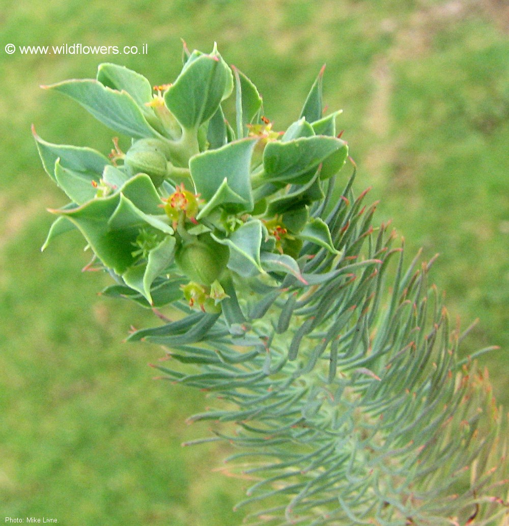 Euphorbia aleppica